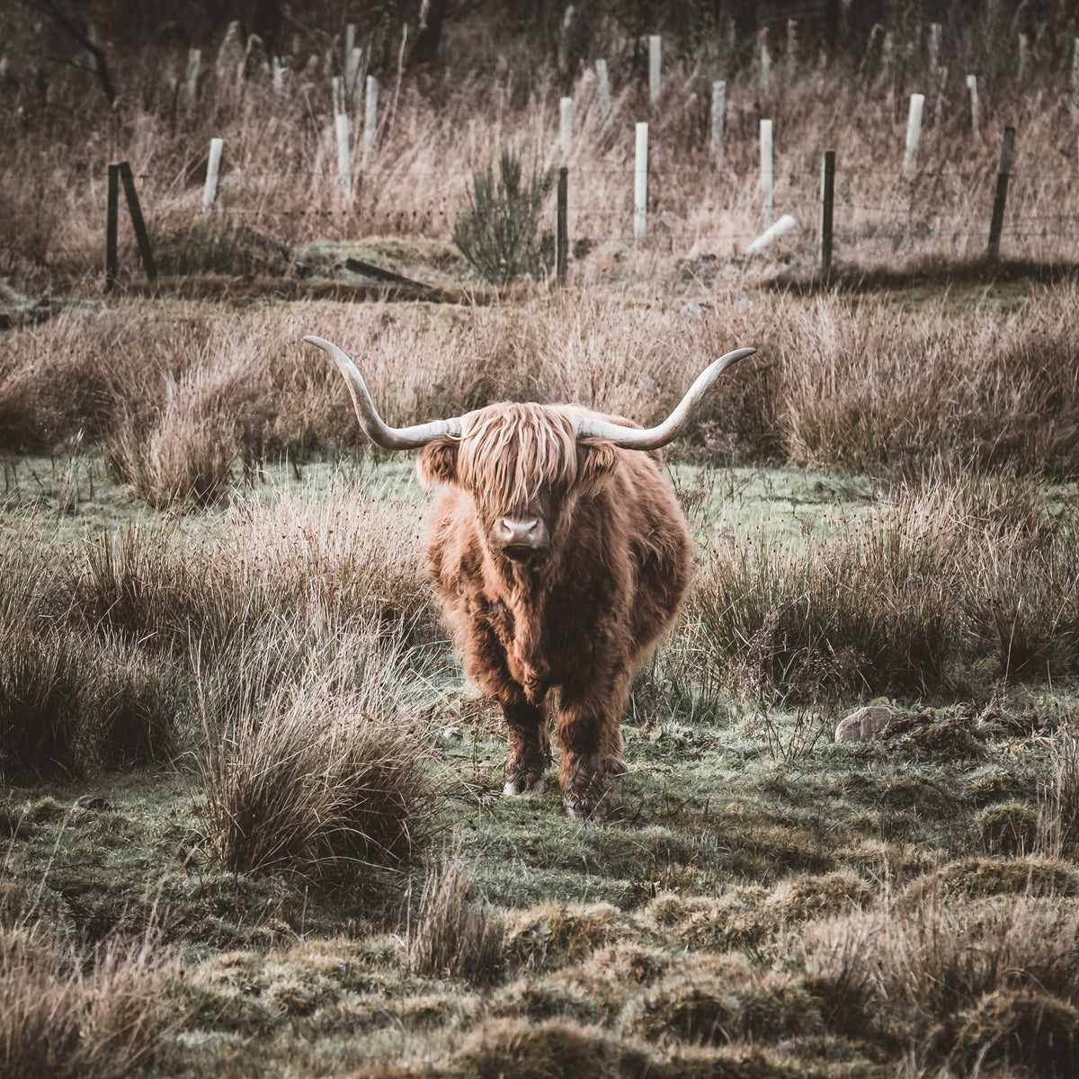 Highland Coo Scottish Countryside Magnet