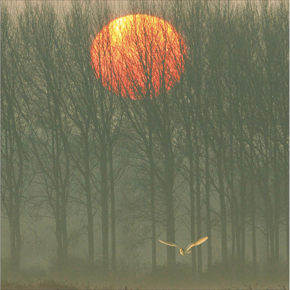 Barn Owl Sunset Photographic Card from Penny Black