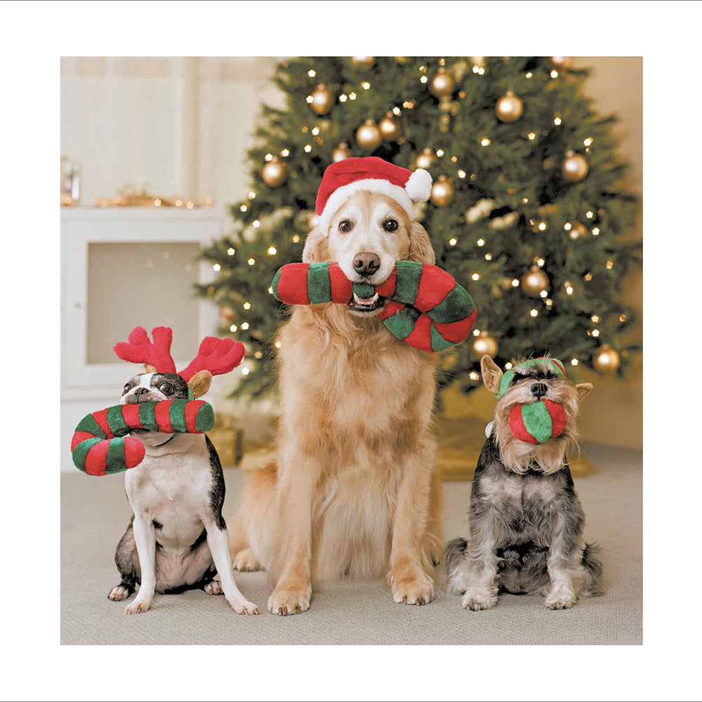 Festive Fur Family Christmas Card by Penny Black