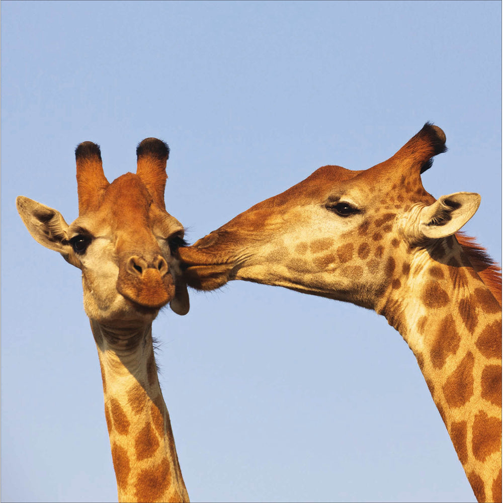 Big Licks Giraffes Photographic Card from Penny Black