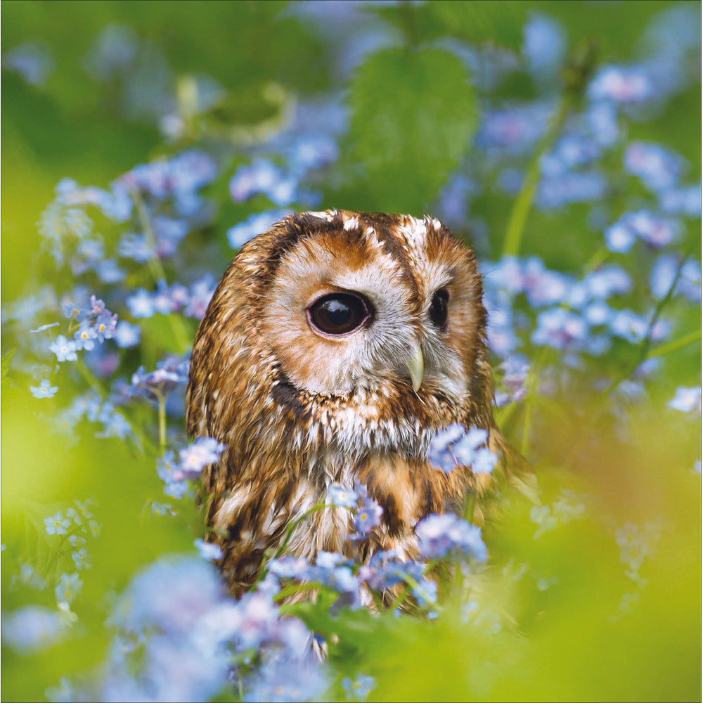Tawny Owl Peeking Photographic Card from Penny Black