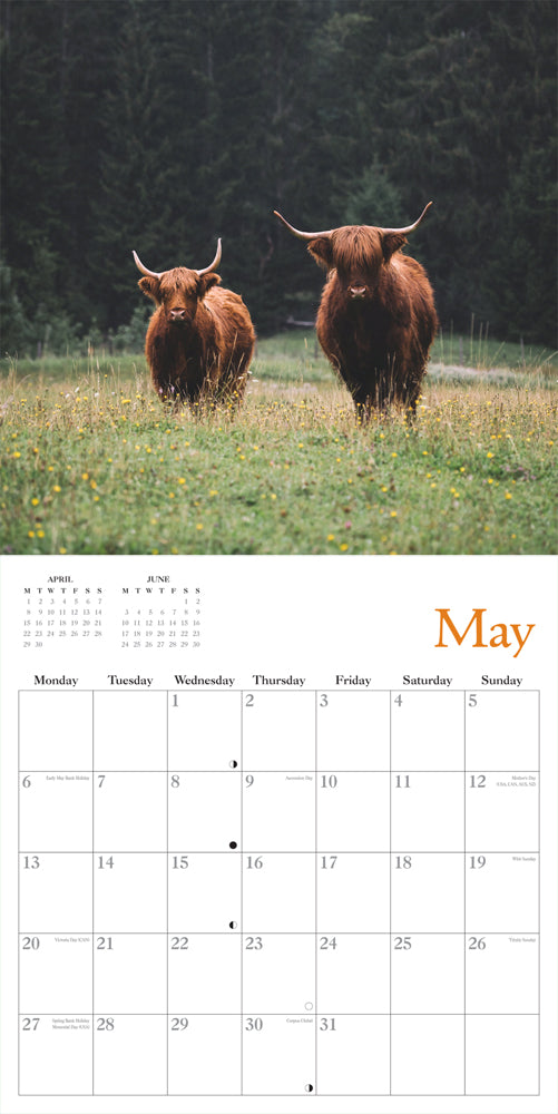 2024 Highland Cow Calendar