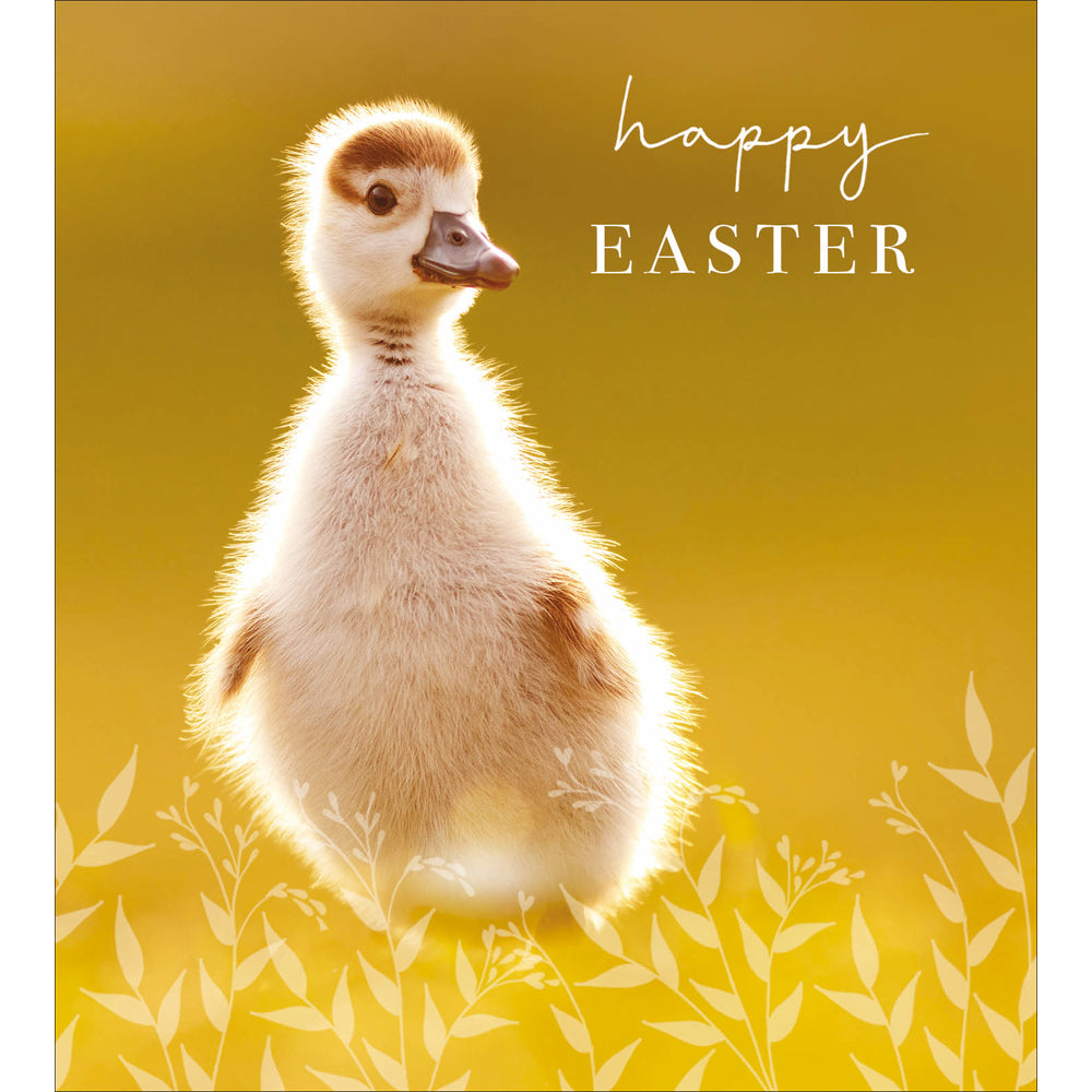 Duckling Photographic Easter Cards 5 Pack by penny black