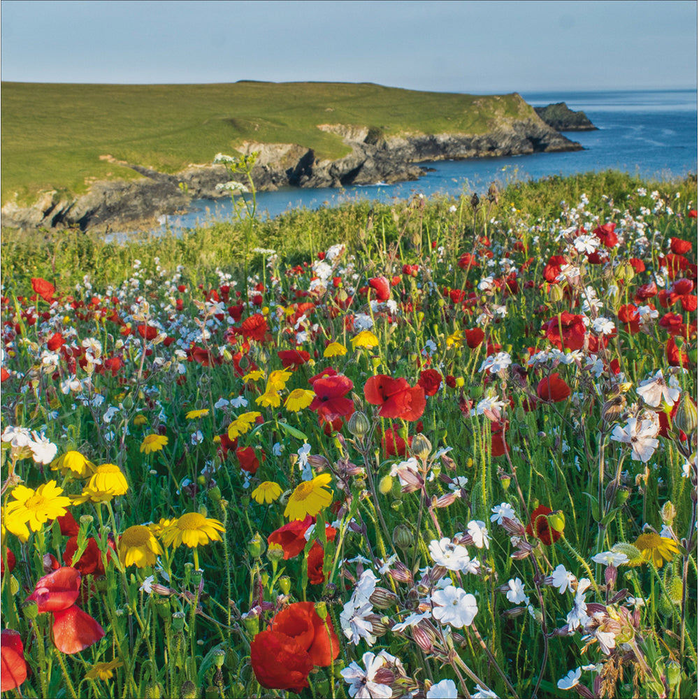 Wildflowers On The Clifftop Photographic Card at Penny Black