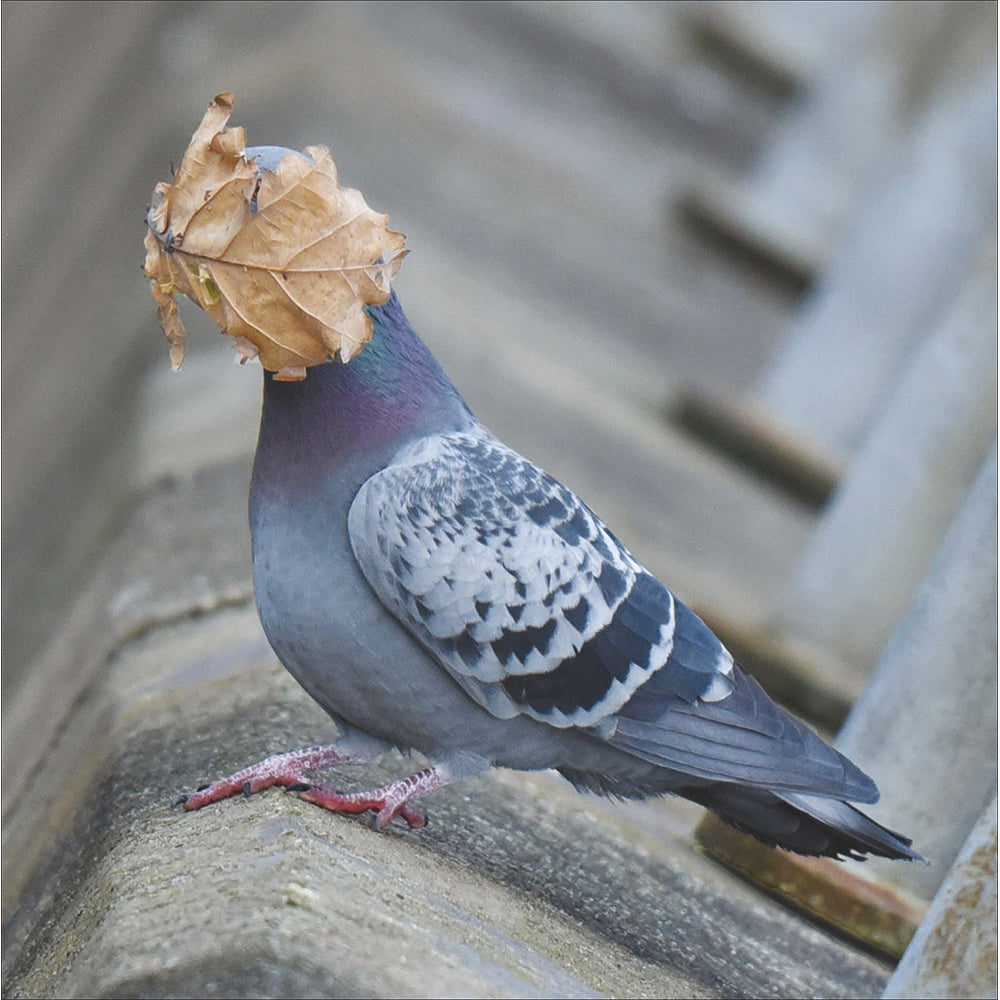 Leaf-Faced Pigeon Photographic Card from Penny Black