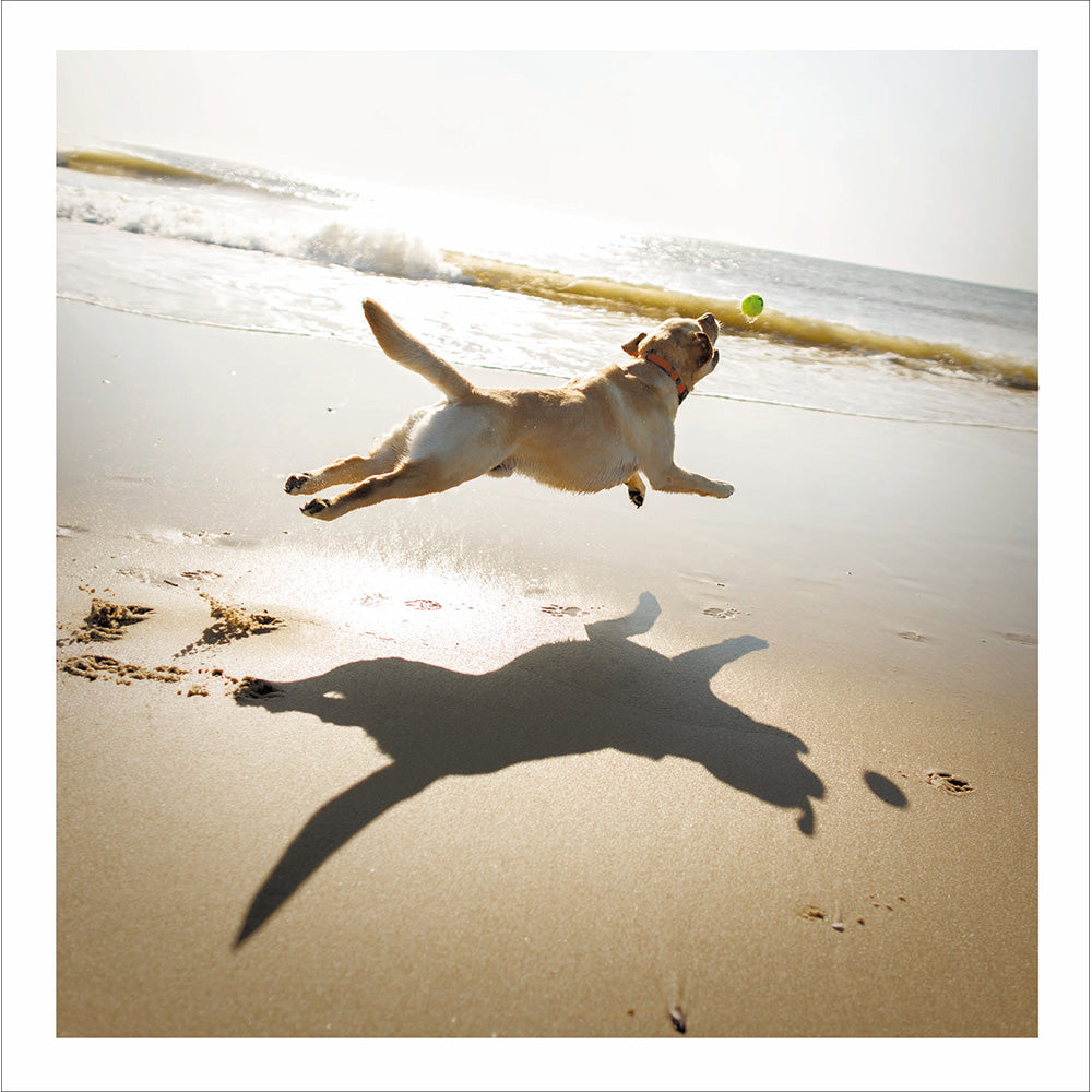 Golden Labrador On The Beach Photographic Card at Penny Black