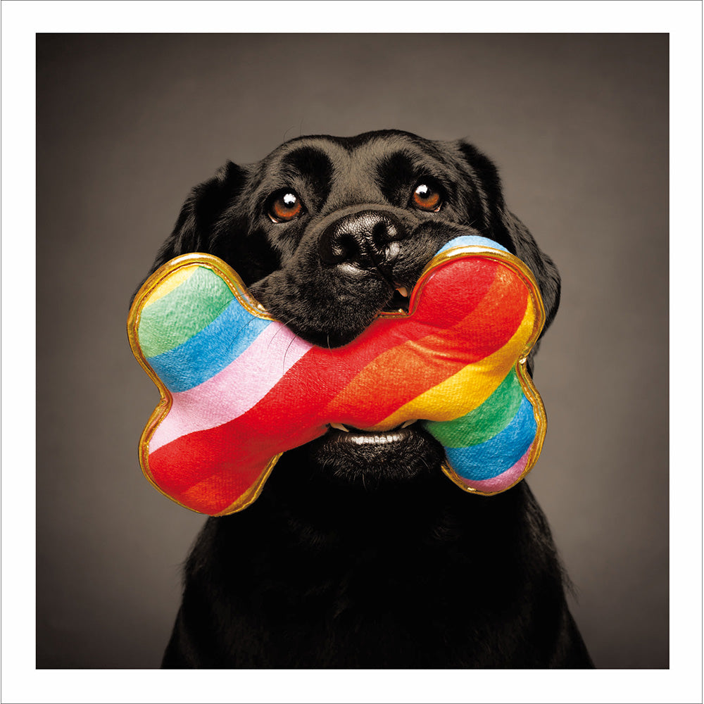 Black Labrador With Rainbow Photographic Card at Penny Black