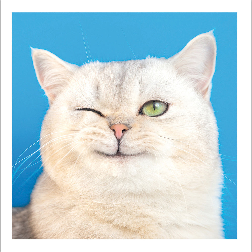 Winking Cat Photographic Card at Penny Black