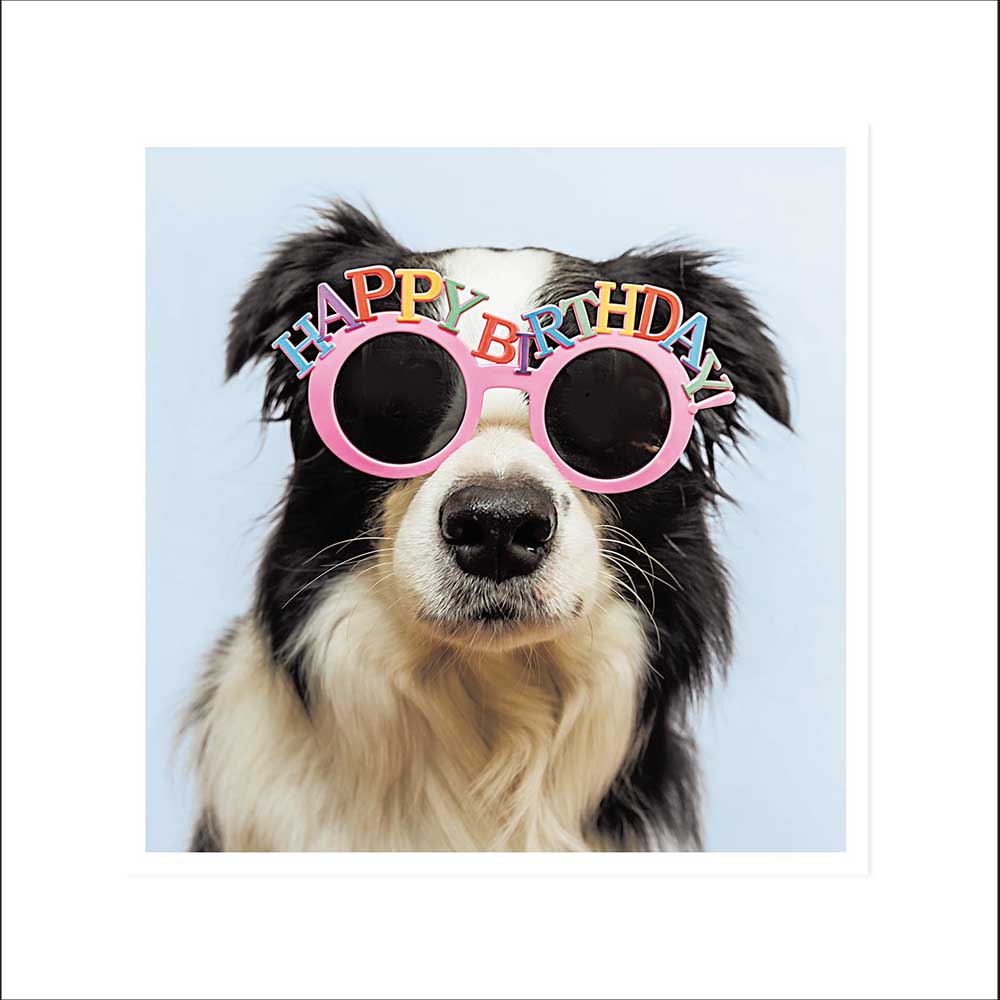 Collie Dog Wearing Sunglasses Birthday Card at Penny Black