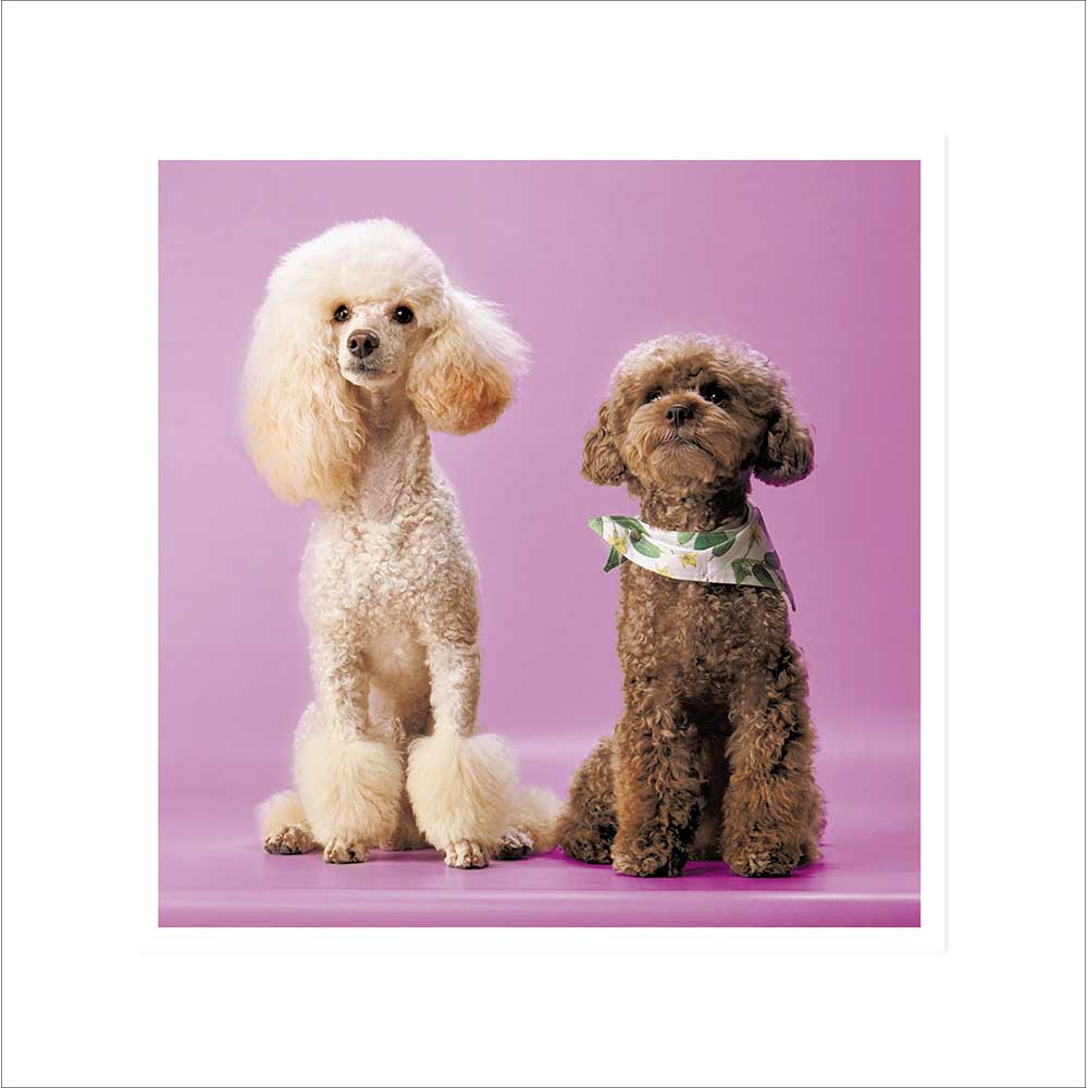 Pair Of Posh Poodles Birthday Card at Penny Black