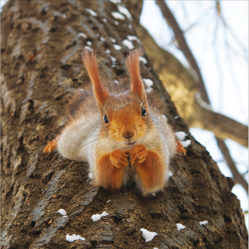 Squirrel Posing On Tree Photographic Card at Penny Black