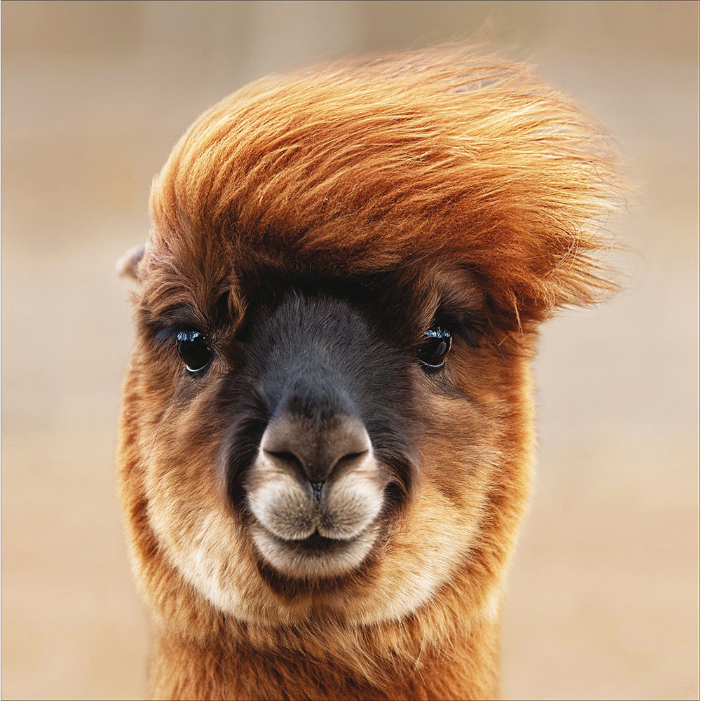 Llama With Quiff Photographic Card at Penny Black