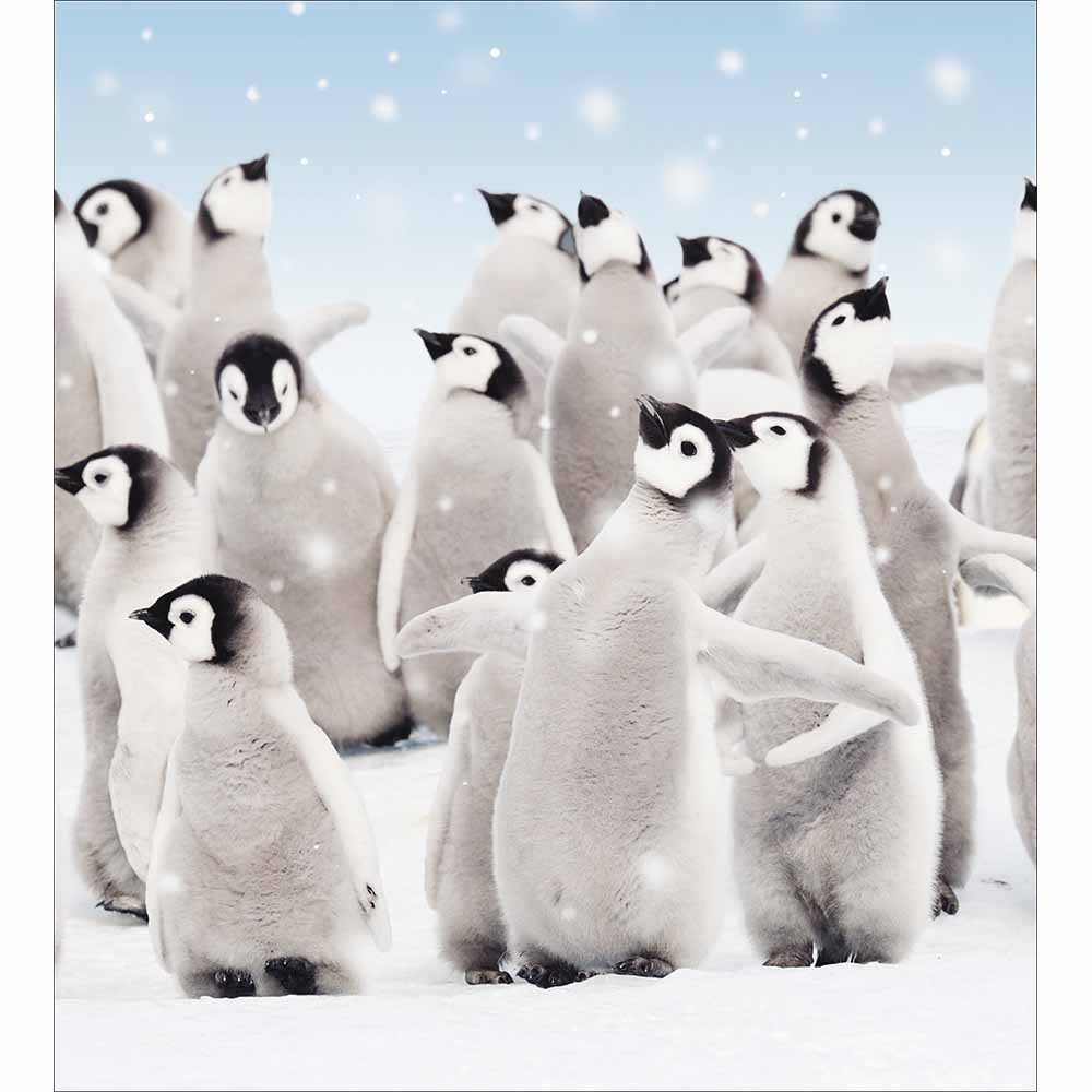 Playful Penguins Charity Christmas Card 5 Pack by penny black