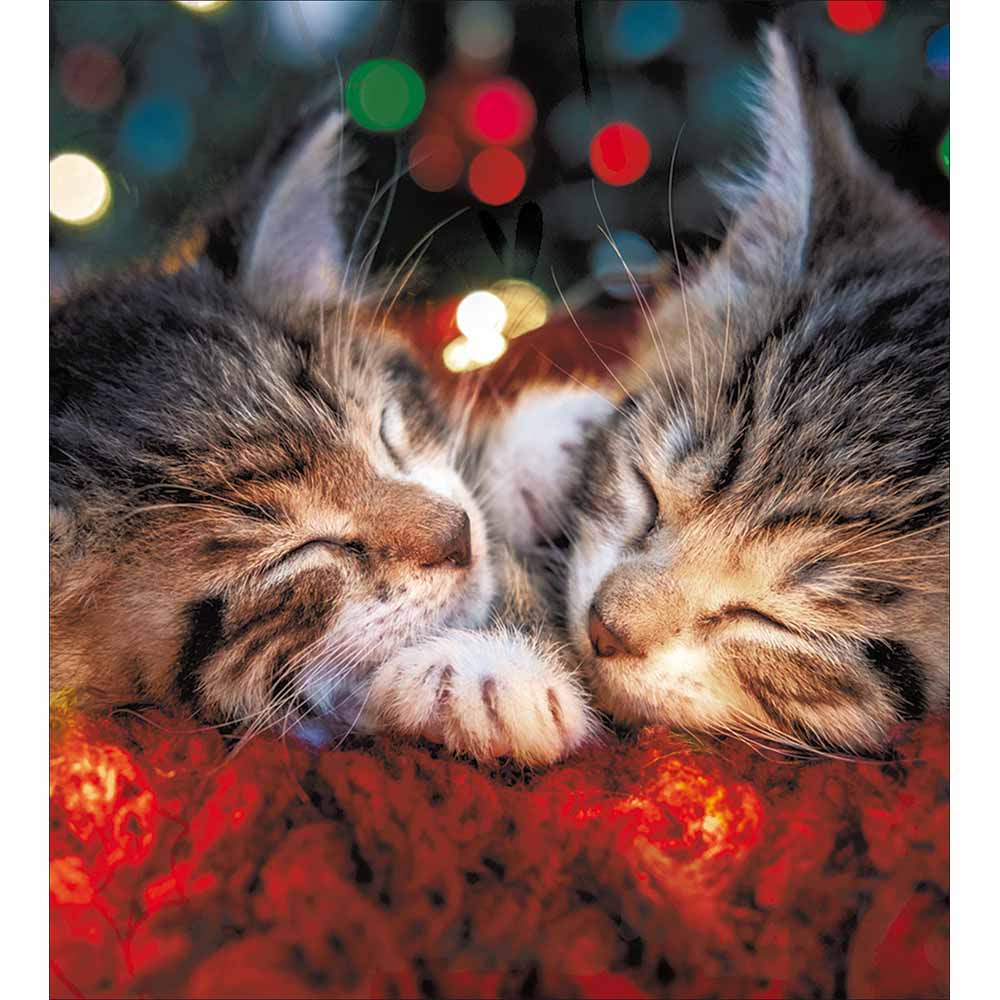 Cuddly Kittens Charity Christmas Card 5 Pack by penny black
