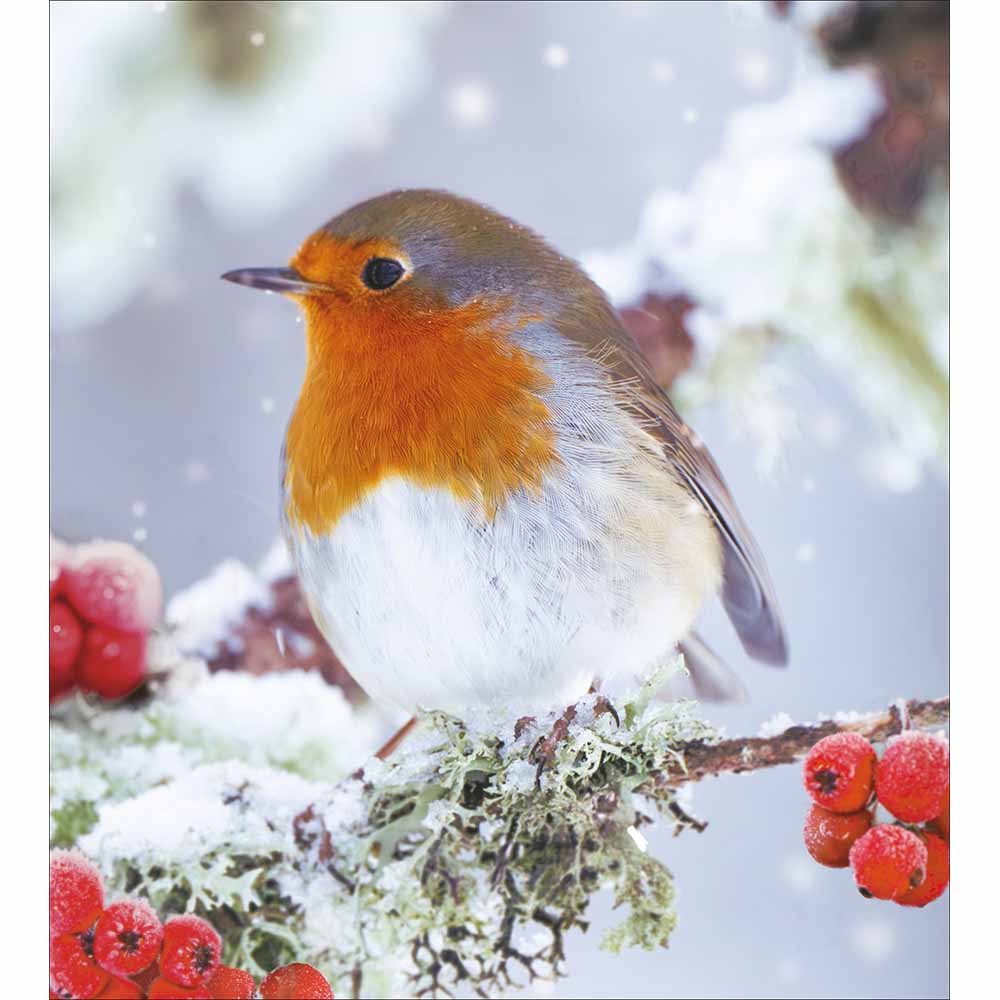 Photographic Fluffy Robin Charity Christmas Card 5 Pack by penny black