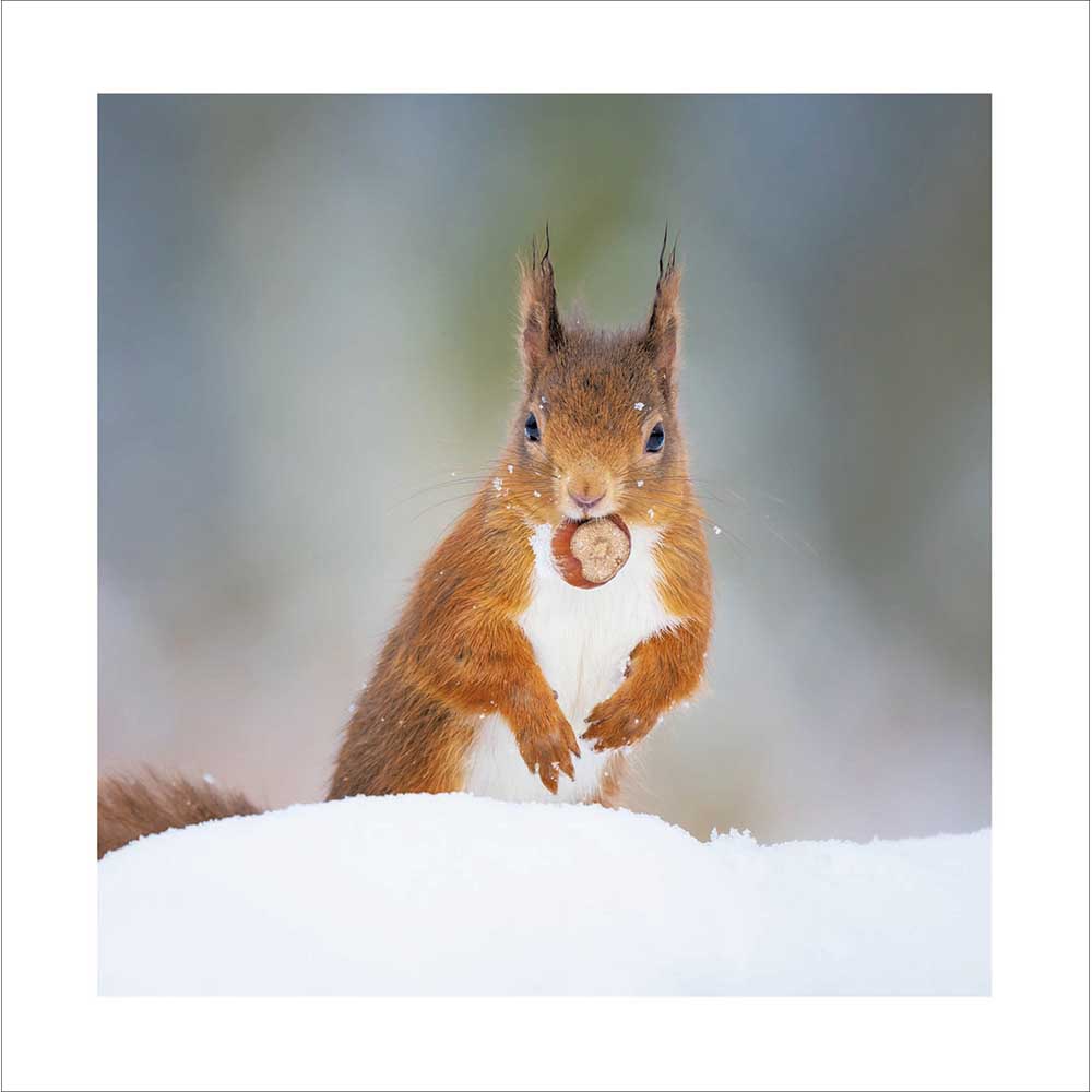 Squirrel With Chestnut Photographic Christmas Card by penny black