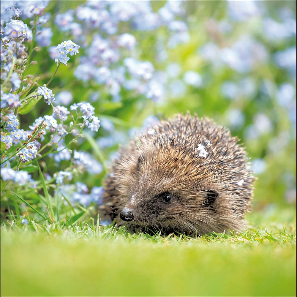 Hedgehog In The Garden Photographic Card from Penny Black