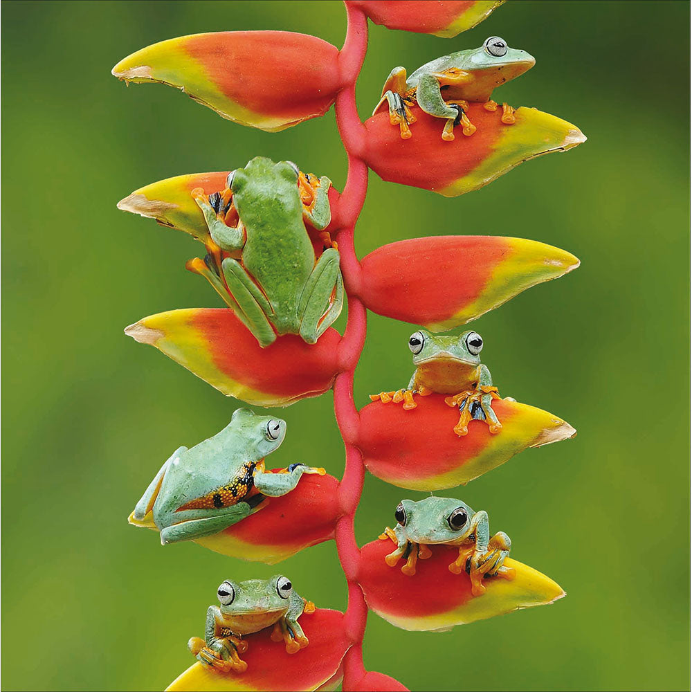 Tiny Frog Folics Photographic Card from Penny Black