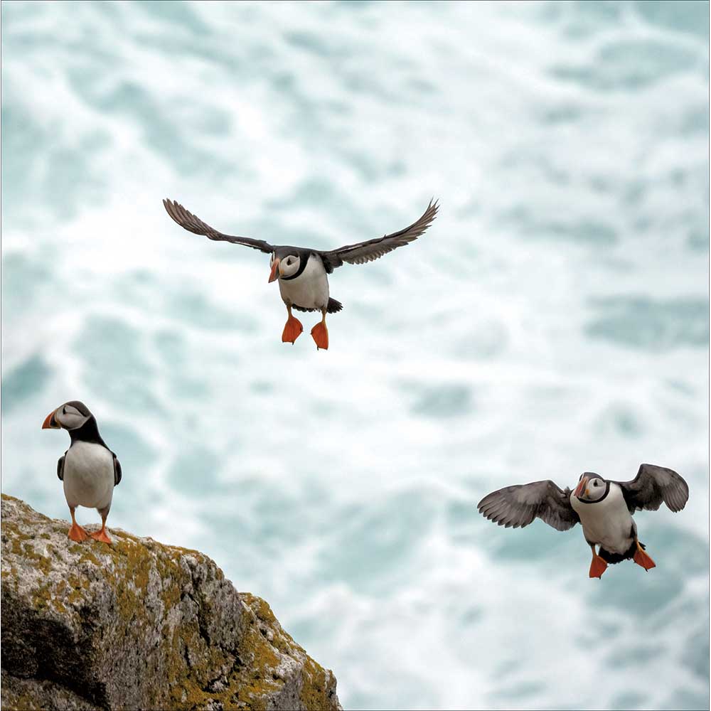 Coming In Hot Puffins Photographic Card from Penny Black
