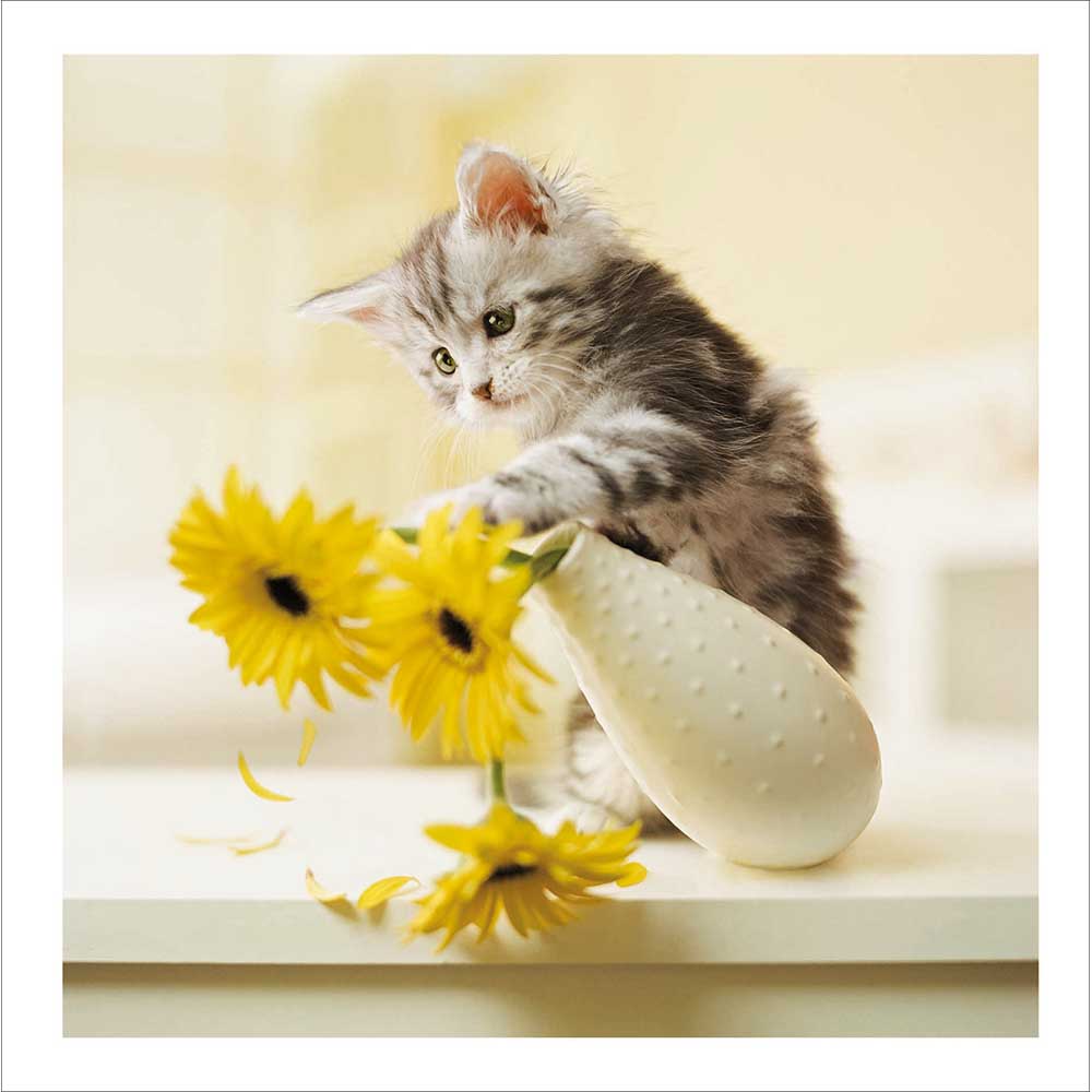 Mischief Maker Kitten Photographic Card from Penny Black