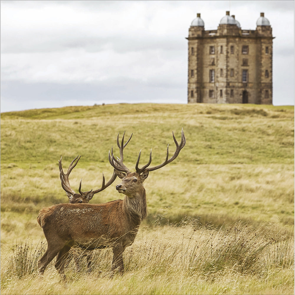 Stags On The Moor Castle Photographic Card from Penny Black