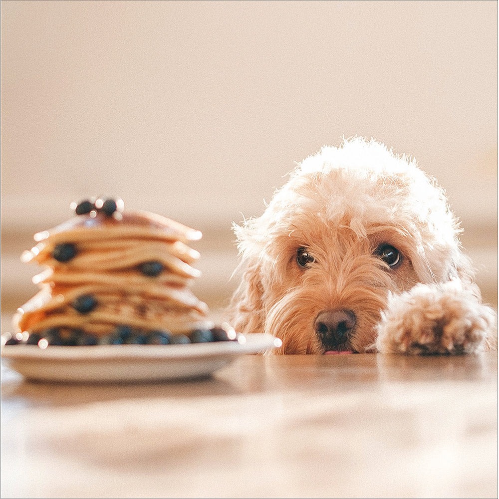 Pancake Day For Dogs Photographic Card from Penny Black