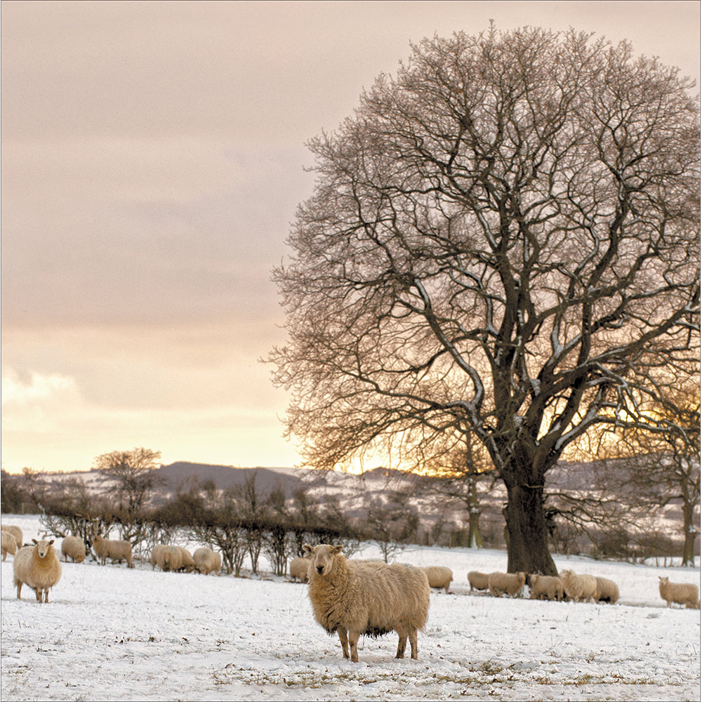Sheep In Winter Fields Christmas Card By Penny Black