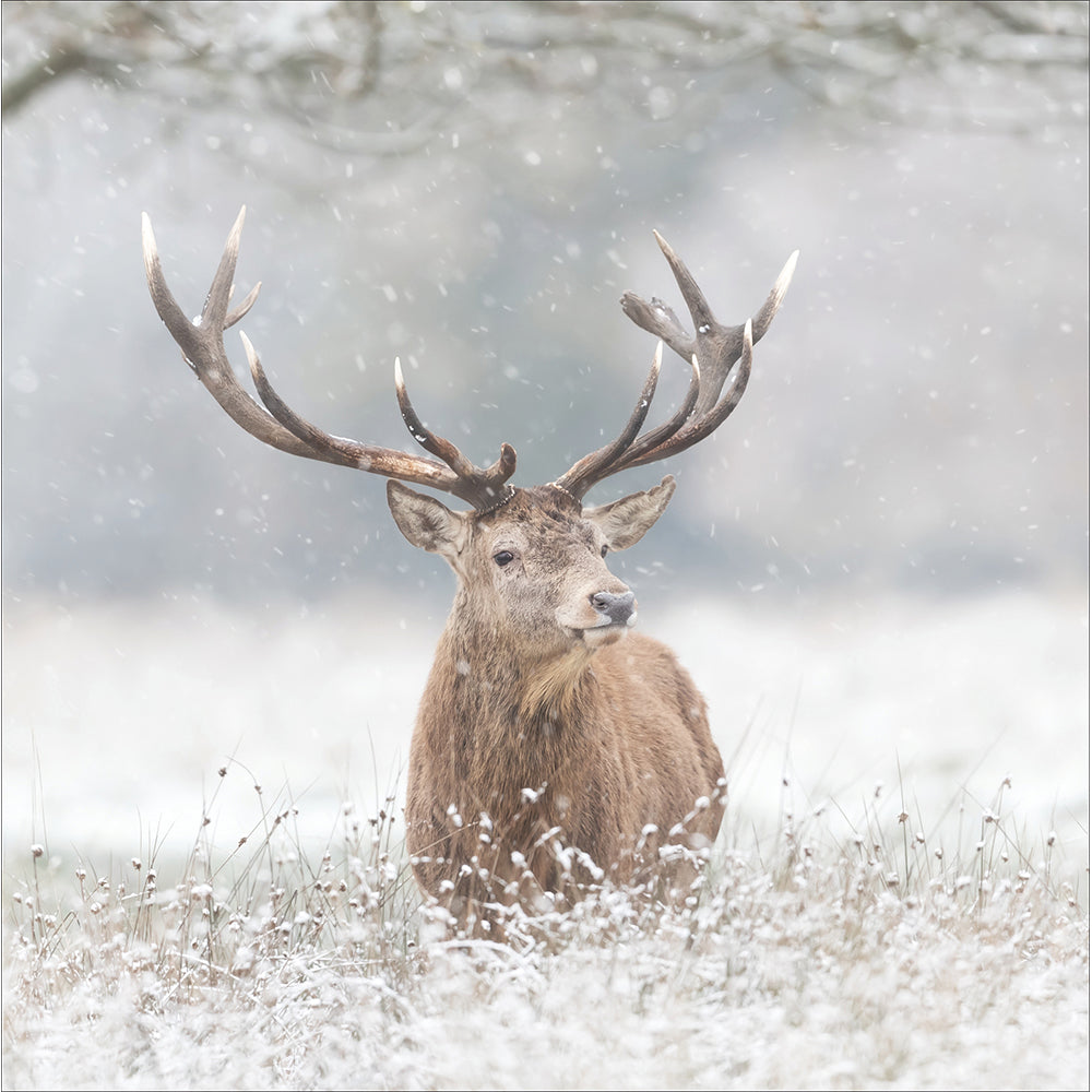 Majestic Stag Photographic Christmas Card By Penny Black