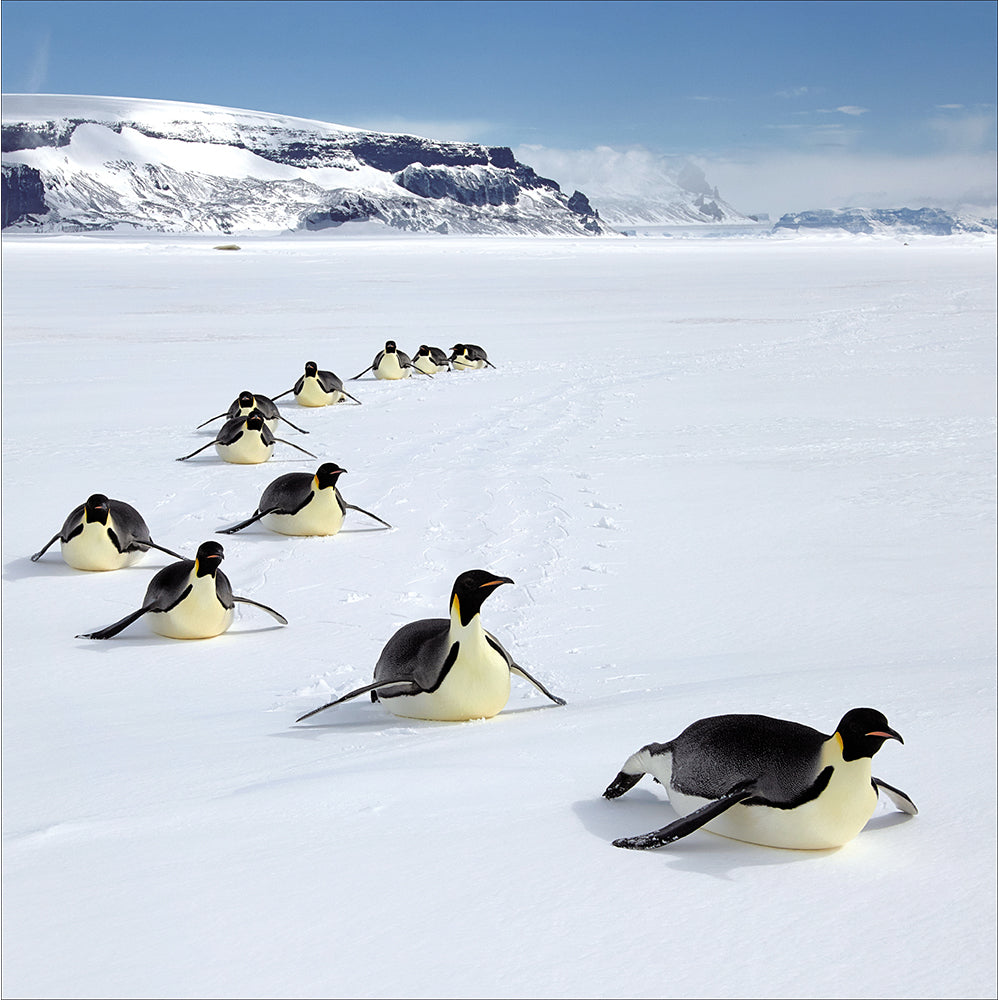 Penguins Snow Slide Photographic Christmas Card By Penny Black