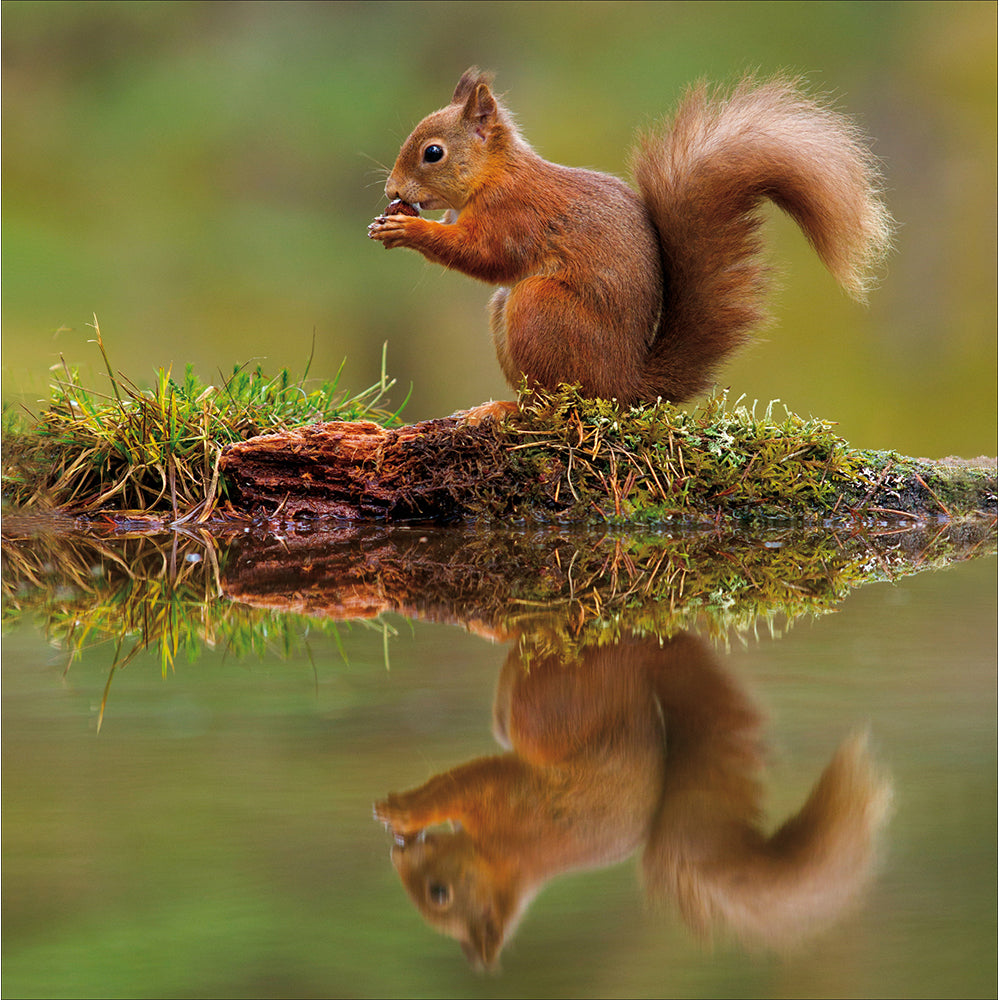 Squirrel Reflecting On His Nuts Photographic Card from Penny Black