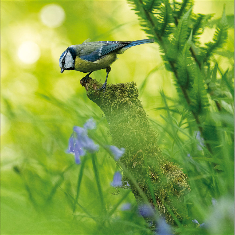 Blue Tit On A Mossy Post Photographic Card from Penny Black