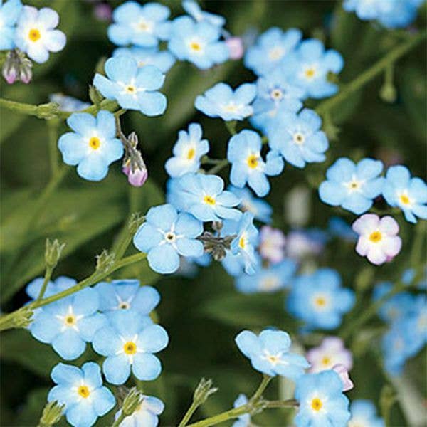 Lovebom - Bee Friendly Wildflower Kit by penny black showing eventual flowers