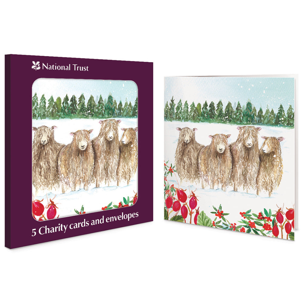 Shaggy Sheep Pack Of 5 National Trust Charity Christmas Cards By Penny Black
