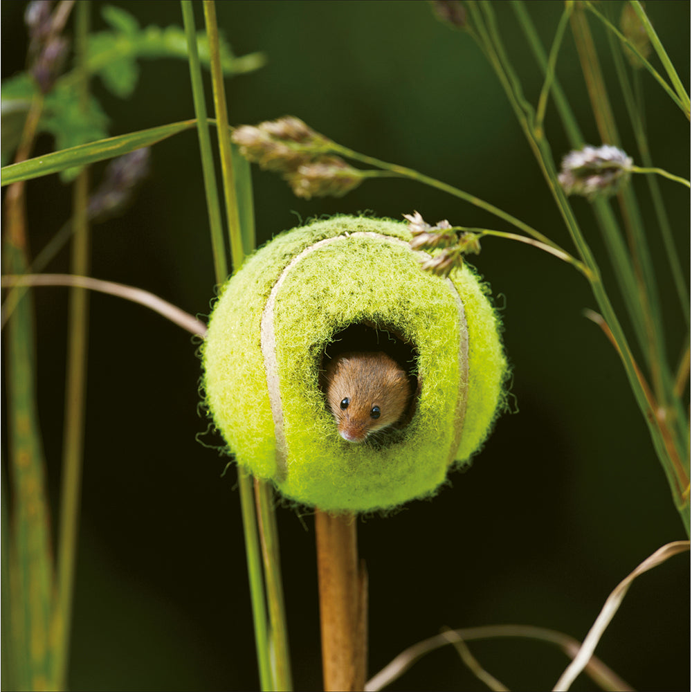 Mouse In Tennis Ball Photographic Card By Penny Black