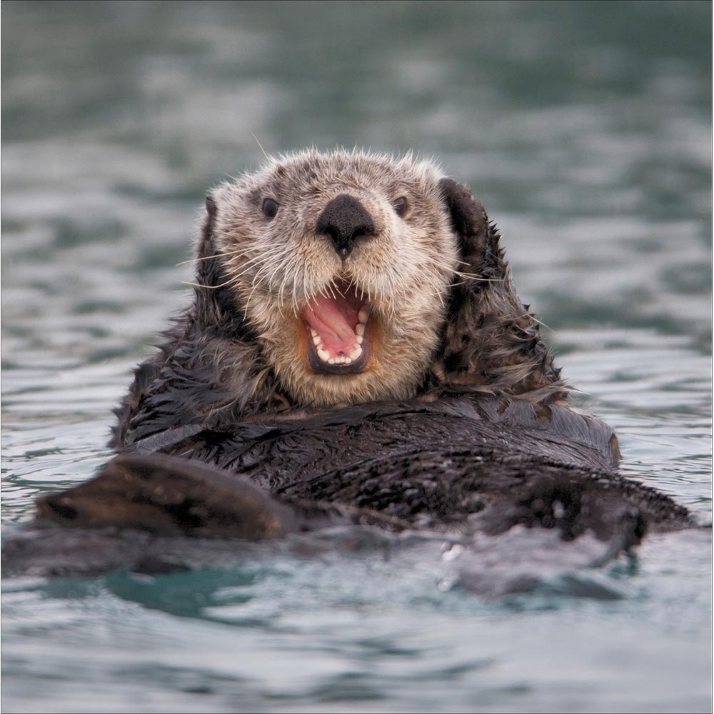 A close-up photo of a sea otter floating in water, with its mouth open and dark wet fur visible against a blurred ocean background - artwork on a greetings card at penny black