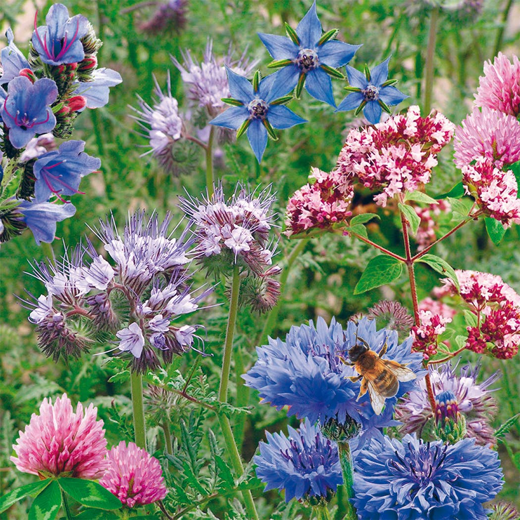 Pollinator Beebom - Bee Wildflower Kit showing eventual flowers by penny black
