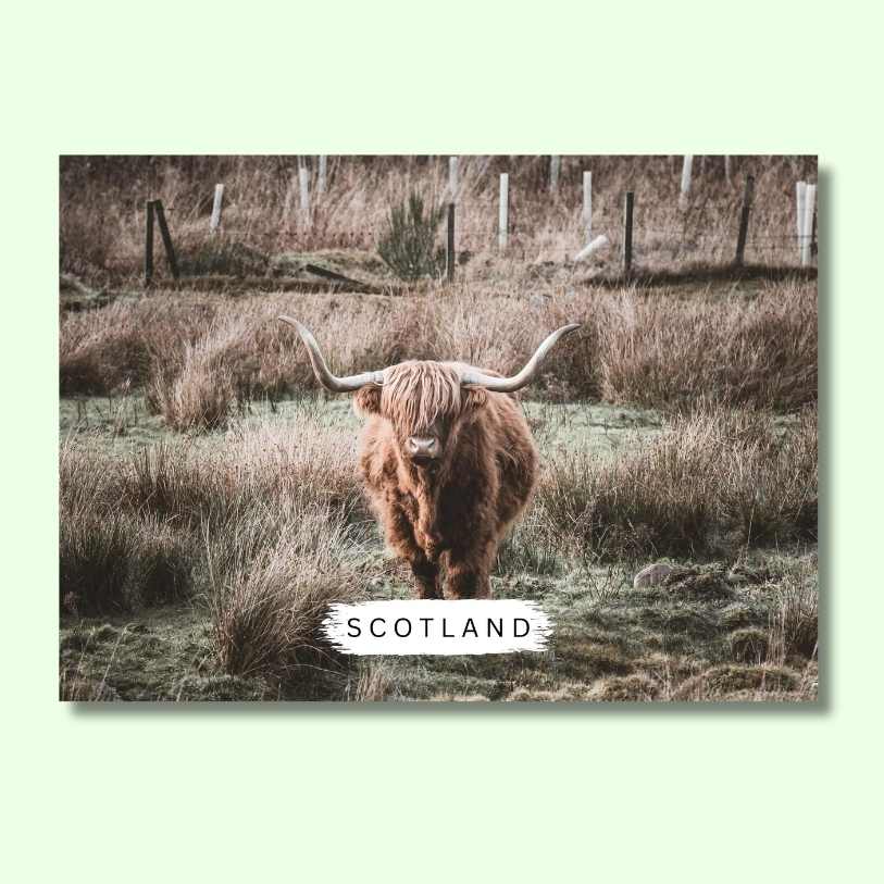 Highland Coo Scottish Countryside Postcard by penny black