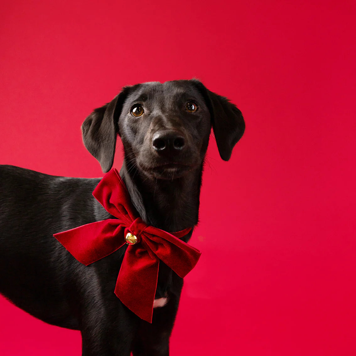 Dog &amp; Cat Velvet Christmas Bow Neck Tie By Penny Black