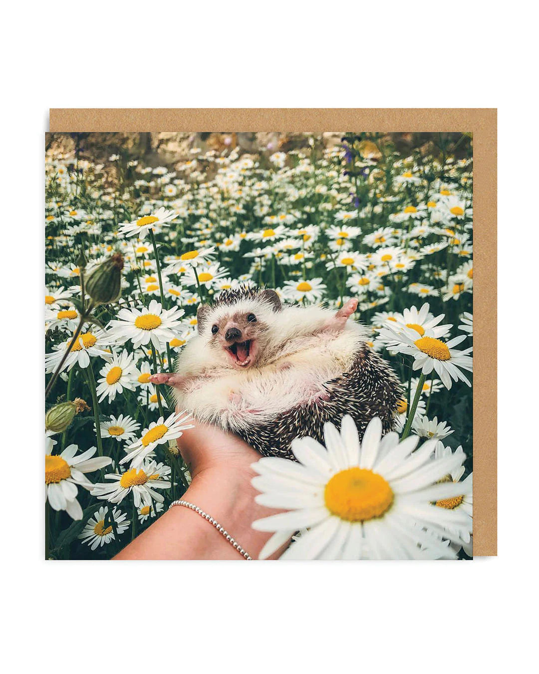 Hedgehog Daisy Field Photographic Card by penny black