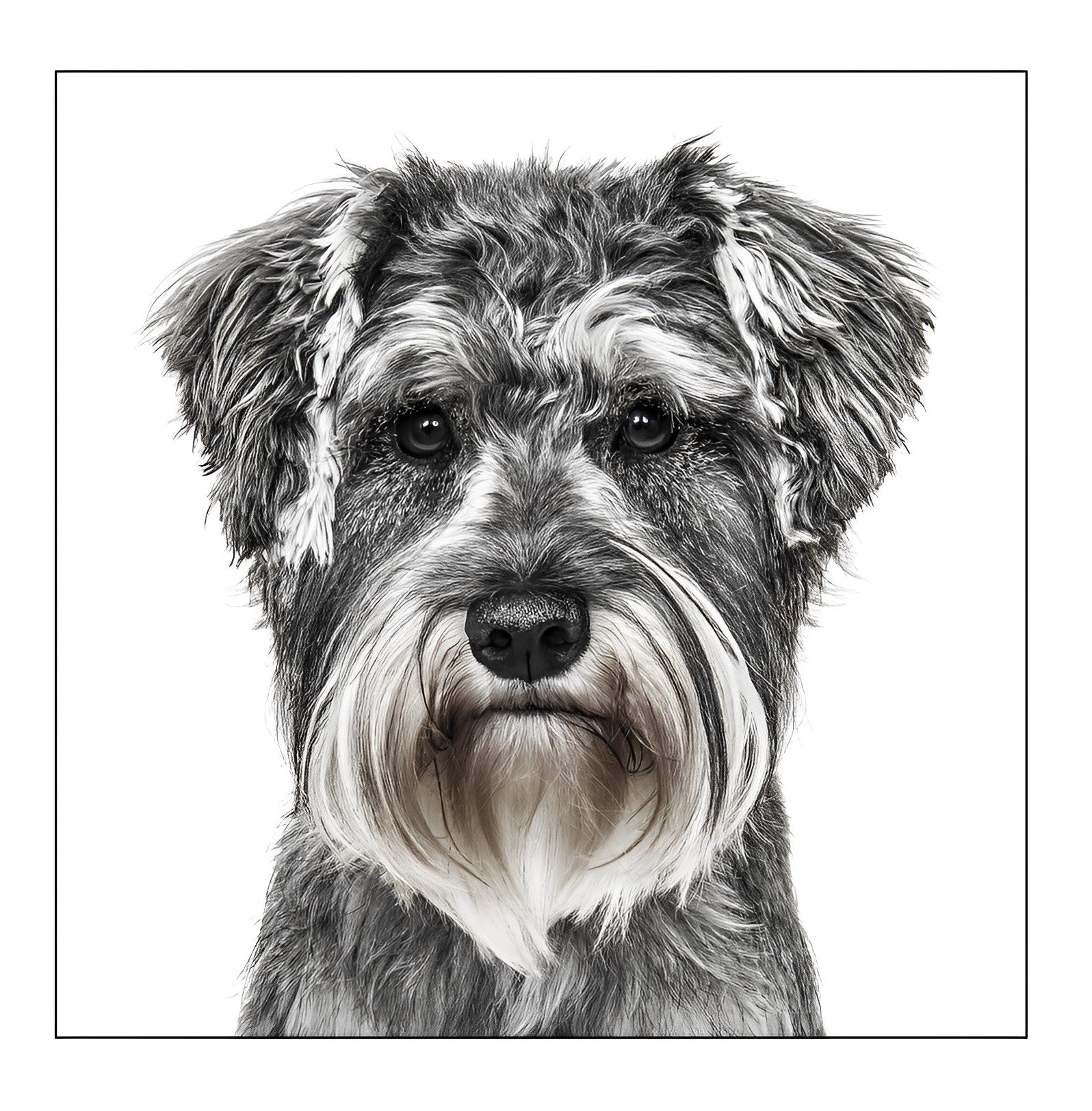 Schnauzer Face Card at Penny Black