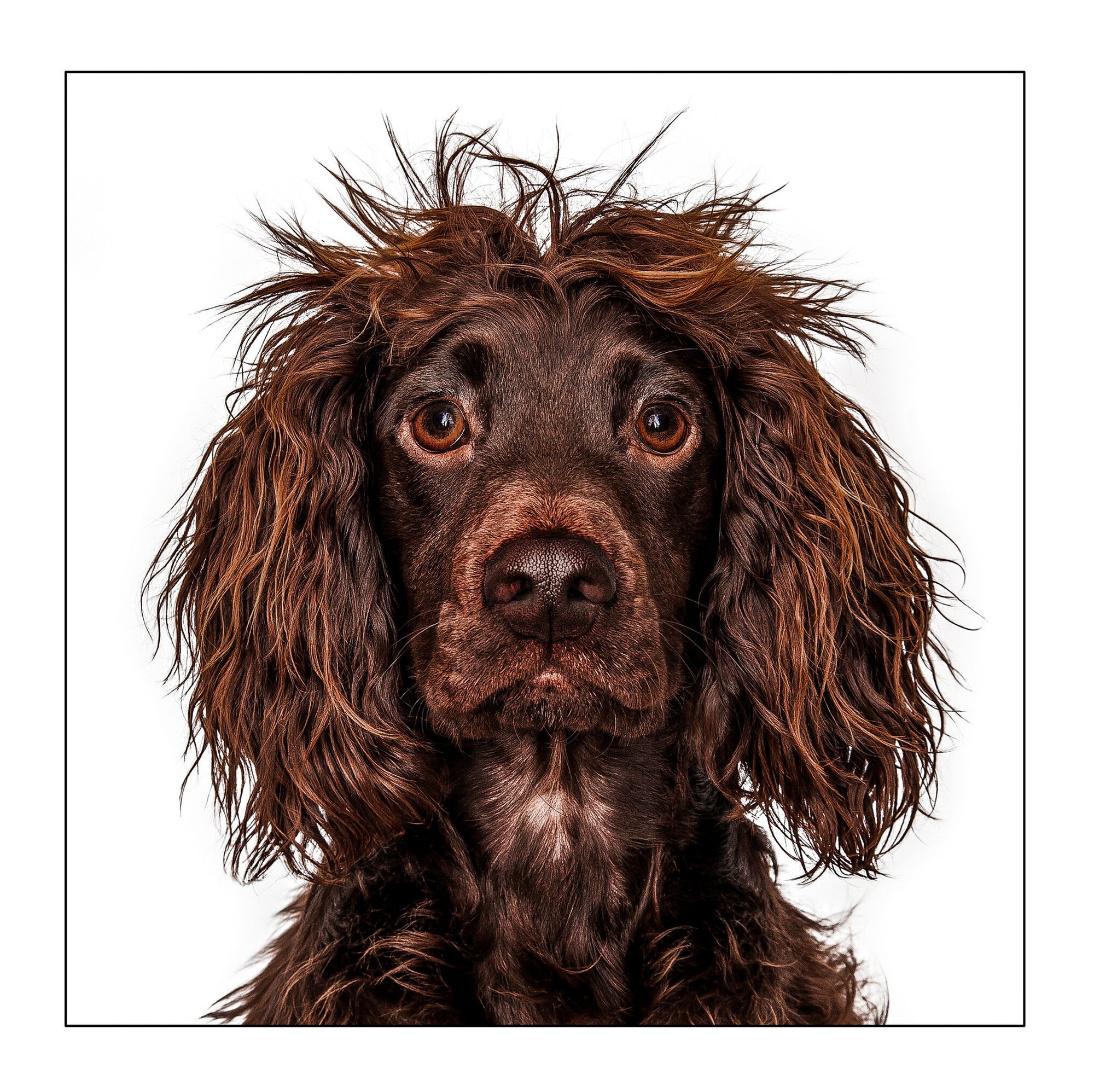Working Cocker Spaniel Illustrated Dog Card from Penny Black