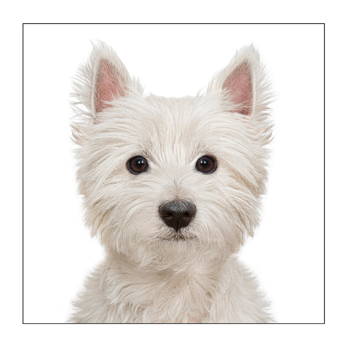 West Highlands Terrier at Penny Black