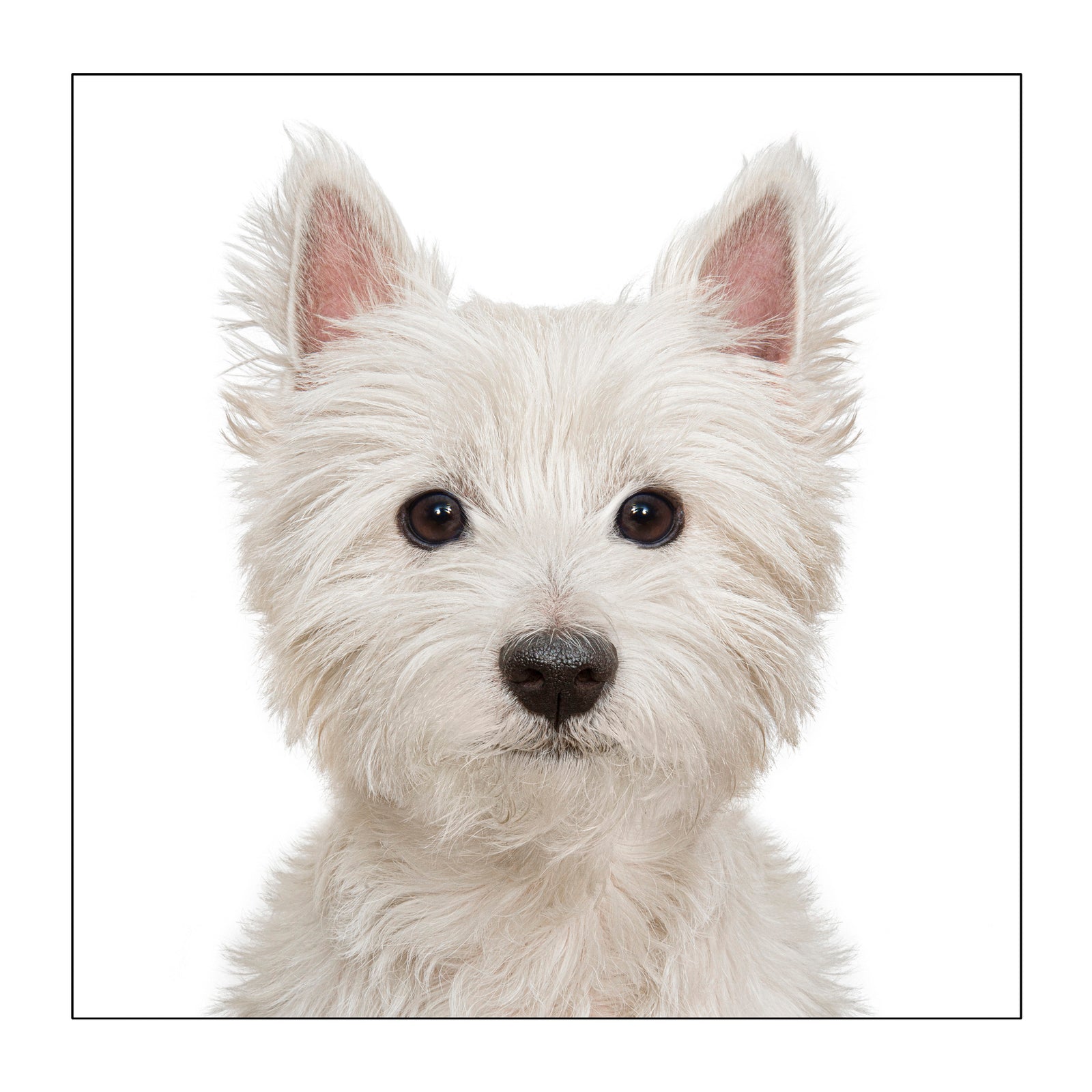 West Highlands Terrier at Penny Black