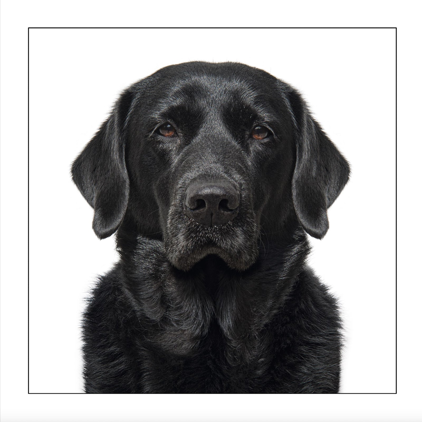 Black Labrador at Penny Black