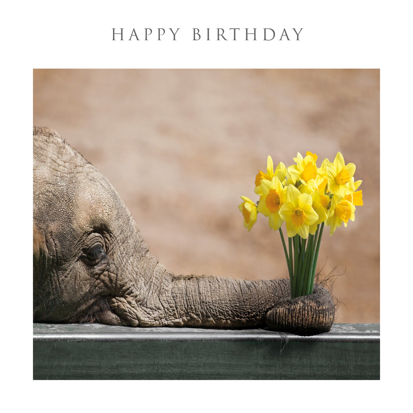 Elephant With Flowers Photographic Birthday Card from Penny Black