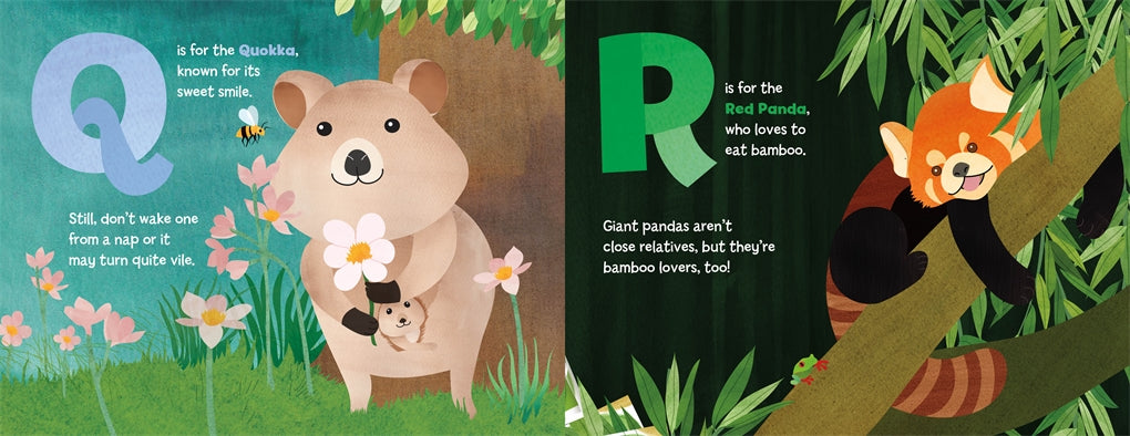 An example of the interior of the book A is for Axolotl showing 2 letters of the alphabet. On the left hand page it is Q and it shows text and a Quokka. On the right page it is the letter R for Red Panda. The panda is shown hugging a tree branch tightly.