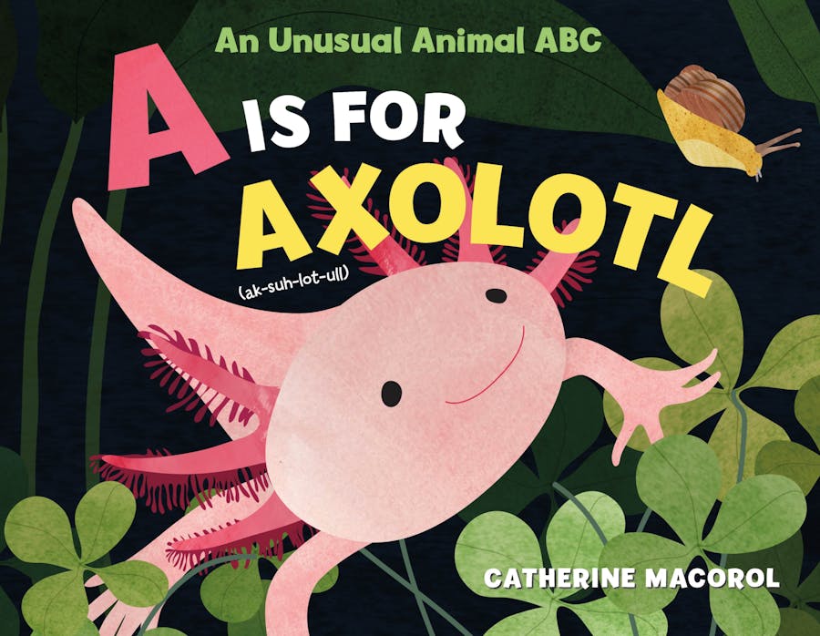 The cover of an alphabet book for children called An Unusual animal ABC - A is for Axolotl. It has a dark green, jungle-style background  with a pink Axolotl in the foreground.