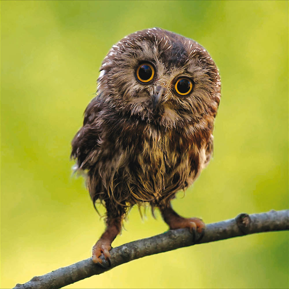 RSPB Northern Saw-Whet Owl Charity Card by penny black