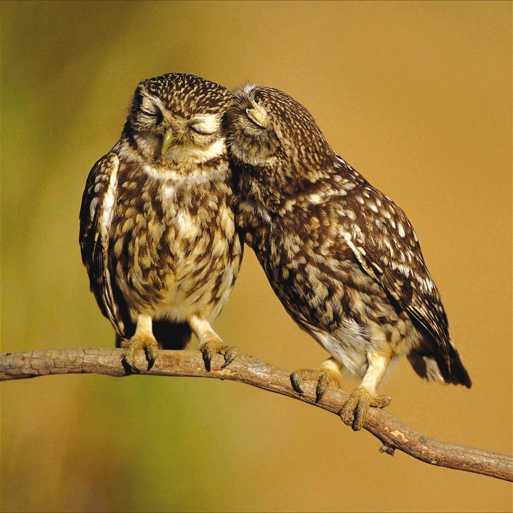 Little Owls RSPB Card - Penny Black