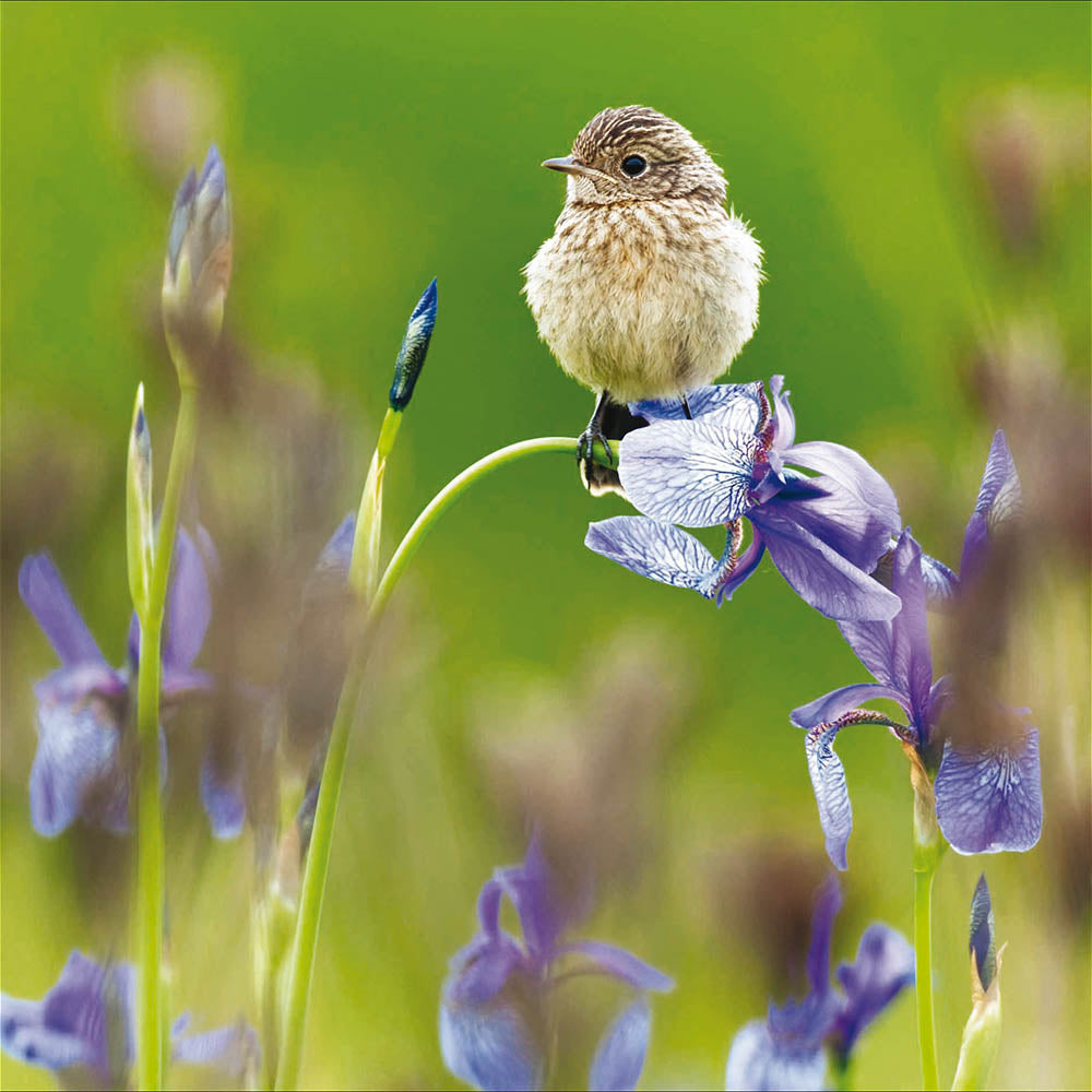 Young Stonechat RSPB Photographic Card from Penny Black